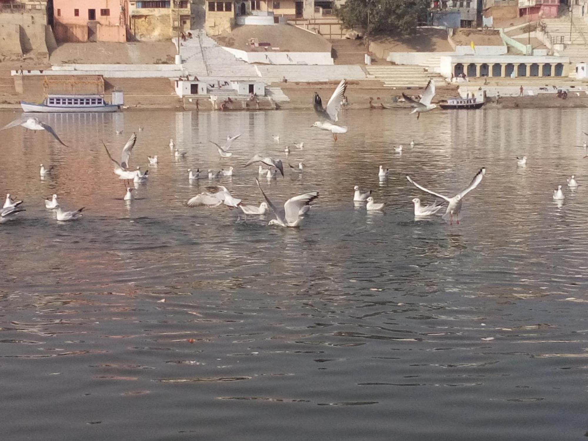 Tandon Lodge On The Ganga Ghat Homestay バラナシ エクステリア 写真